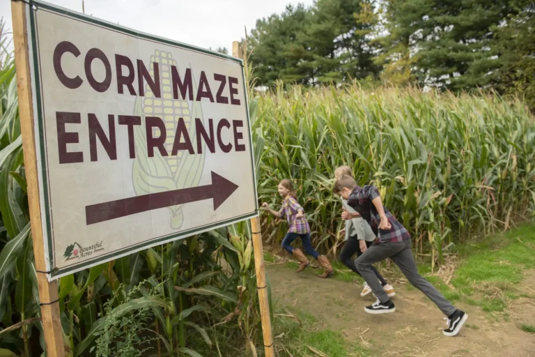 corn maze bucks county