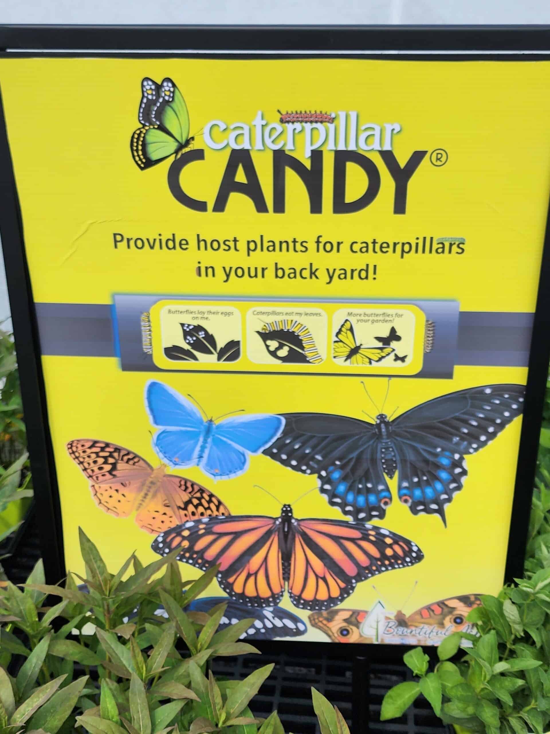 Perennial Butterfly Garden Kit