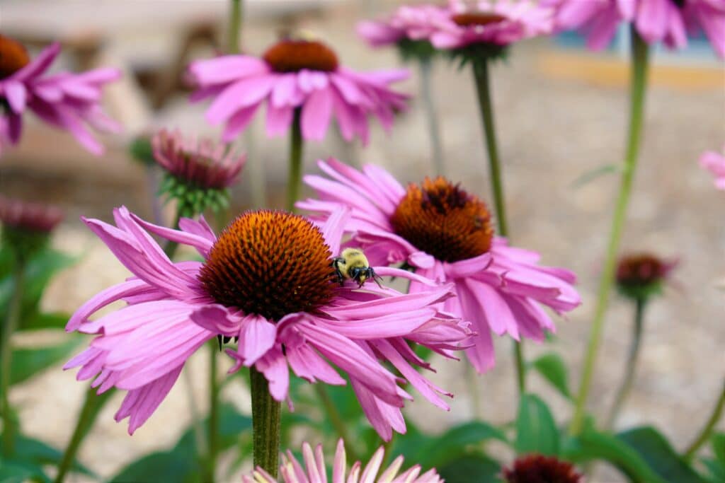 native plants