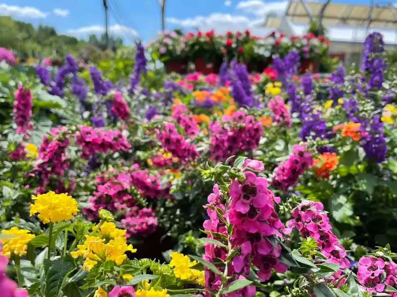 Find beautiful seasonal annuals at Bountiful Acres