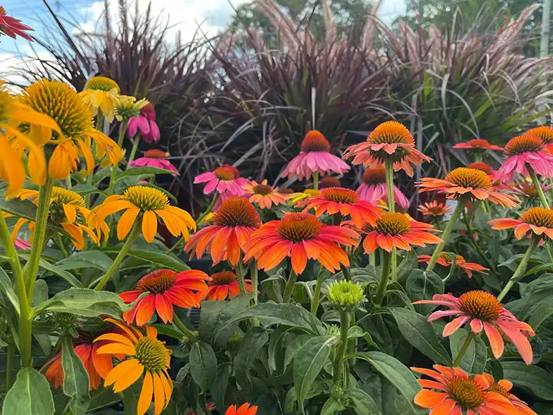 Find perennials at Bountiful Acres.