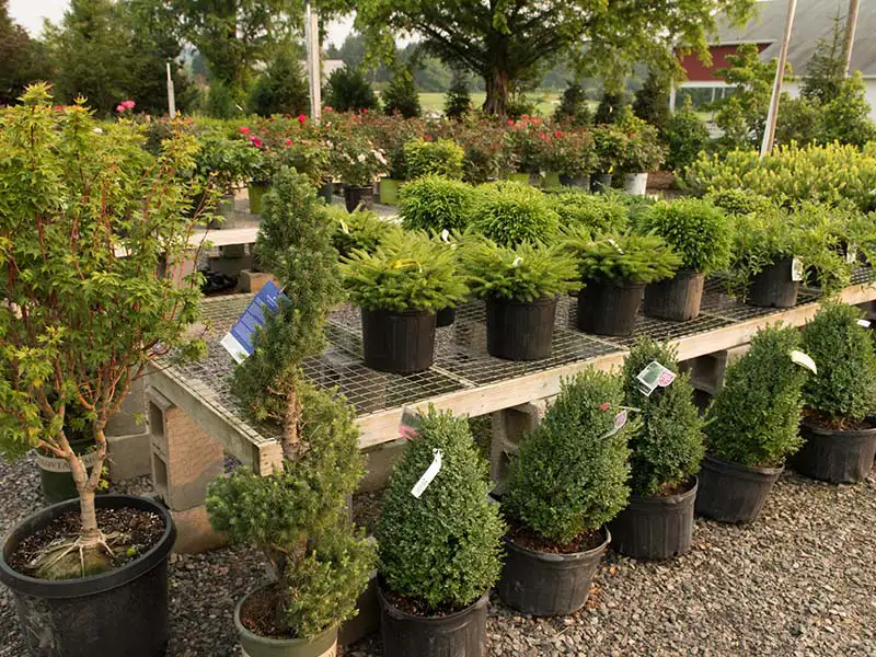 Find a huge variety of shrubs at Bountiful Acres.