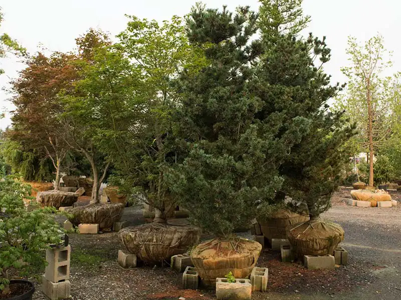 Find locally-grown trees at Bountiful Acres.
