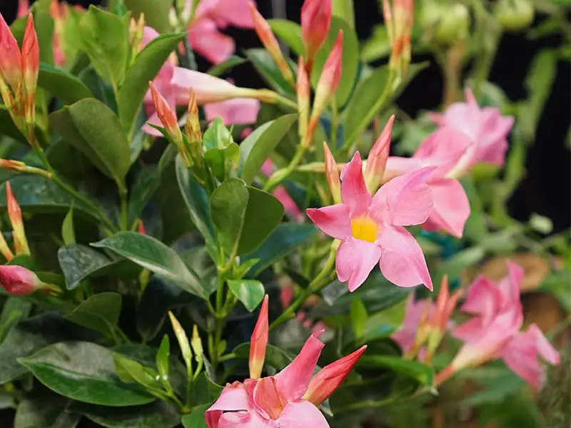 Find seasonal tropicals at Bountiful Acres.