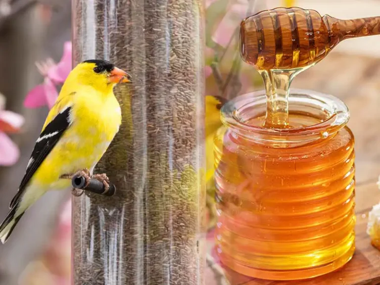 Find wild bird supplies and bee-products at Bountiful Acres.