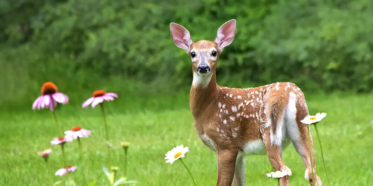 How to Keep Deer, Rabbits, Squirrels, and Other Garden Bandits at Bay ...