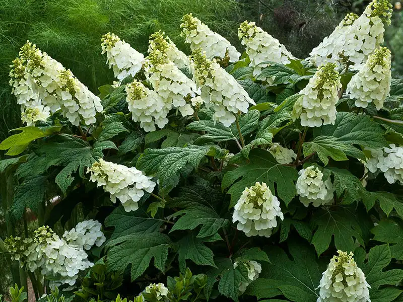 Buy Oakleaf Hydrangeas from growers Bountiful Acres in Buckingham, PA