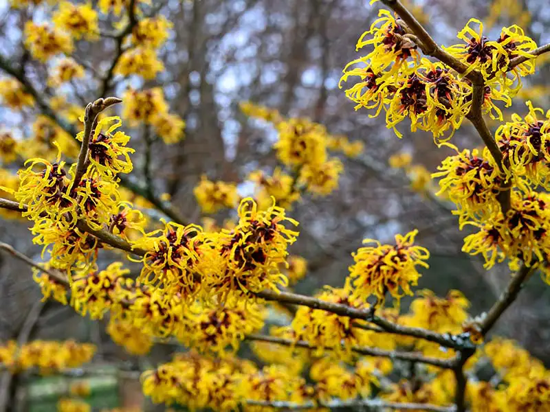 Buy Witch Hazel shrubs from growers Bountiful Acres in Buckingham, PA