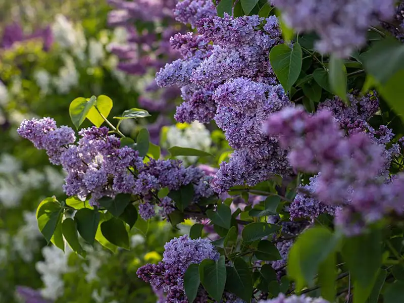 Buy Lilacs from growers Bountiful Acres in Buckingham, PA