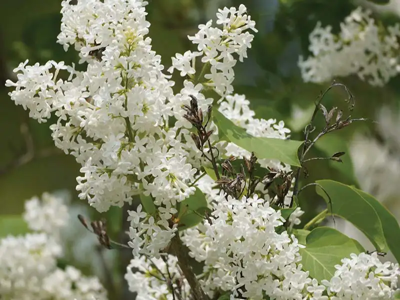 Buy Japanese Tree Lilacs from growers Bountiful Acres in Buckingham, PA