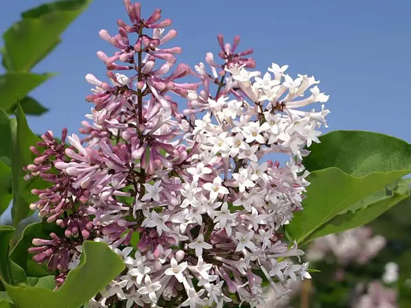 Buy Miss Kim Lilacs from growers Bountiful Acres in Buckingham, PA