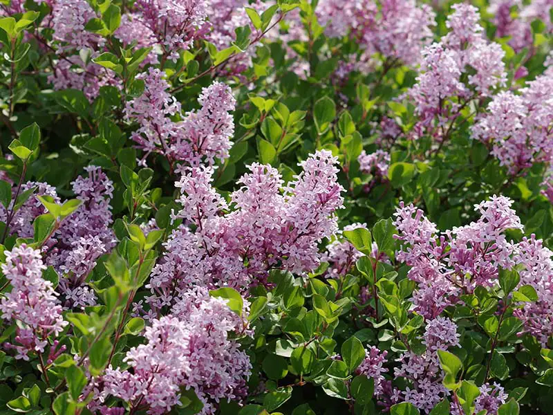 Buy Palibin Korean Lilacs from growers Bountiful Acres in Buckingham, PA