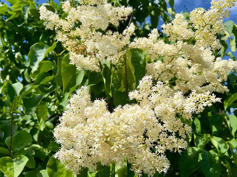Buy Pekin Lilacs from growers Bountiful Acres in Buckingham, PA