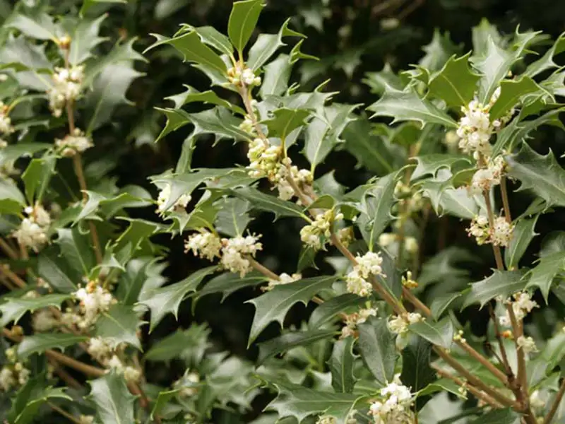 Buy False Holly from growers Bountiful Acres in Buckingham, PA