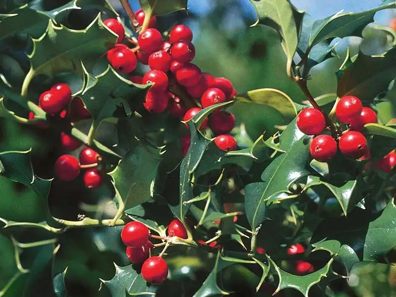 Buy Holly from growers Bountiful Acres in Buckingham, PA