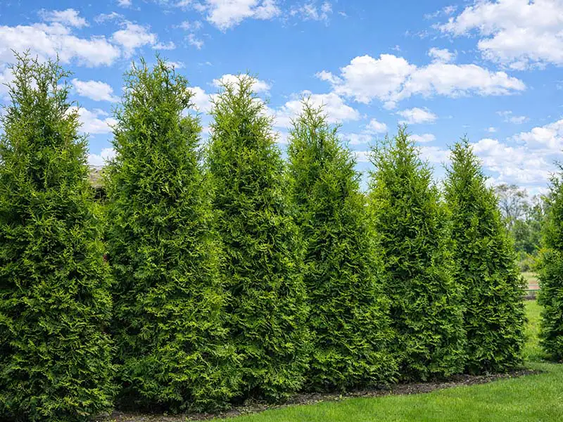 Buy Arborvitae from growers Bountiful Acres in Buckingham, PA