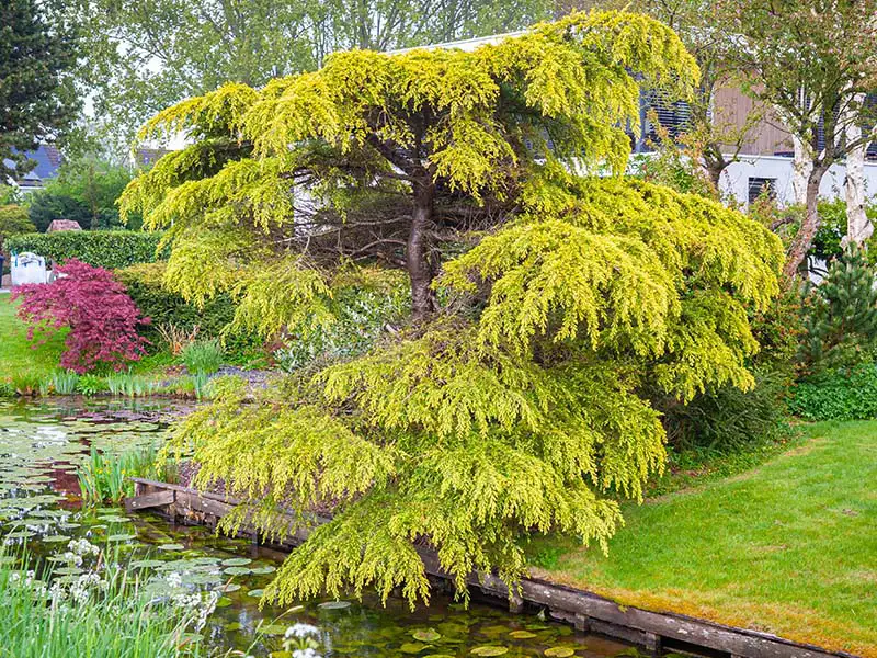 Buy Golden Deodar Cedar from growers Bountiful Acres in Buckingham, PA