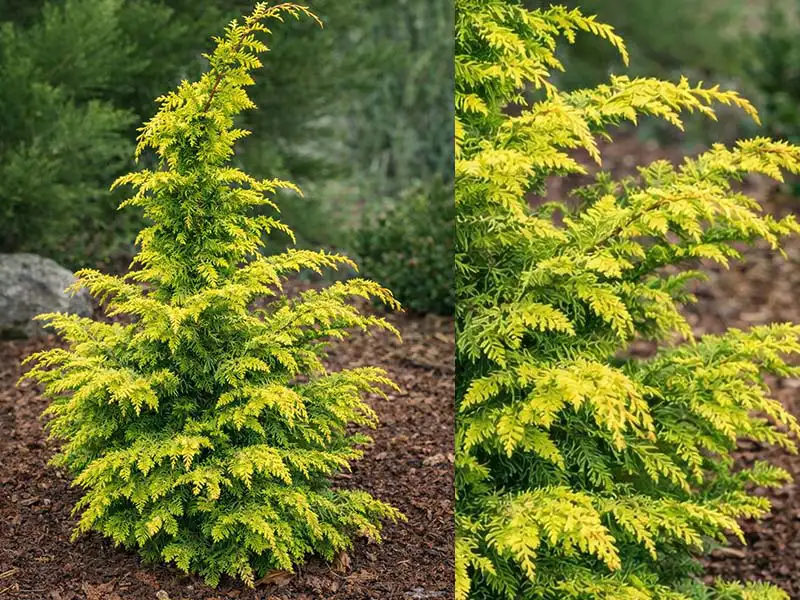 Buy Hinoki Cypress from growers Bountiful Acres in Buckingham, PA