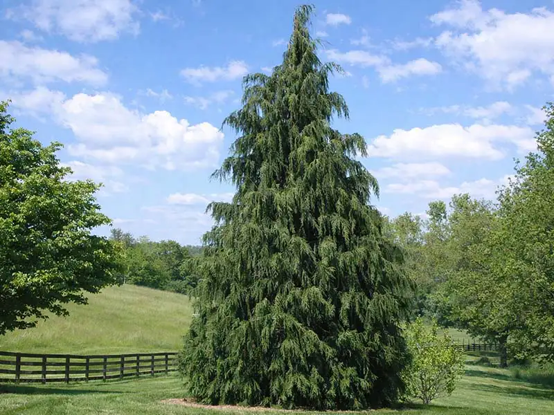 Buy Nootka Cypress from growers Bountiful Acres in Buckingham, PA
