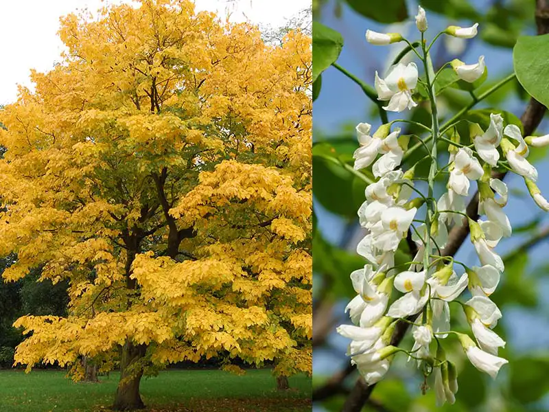 BuyAmerican Yellowwood trees from grower Bountiful Acres in Buckingham, PA.