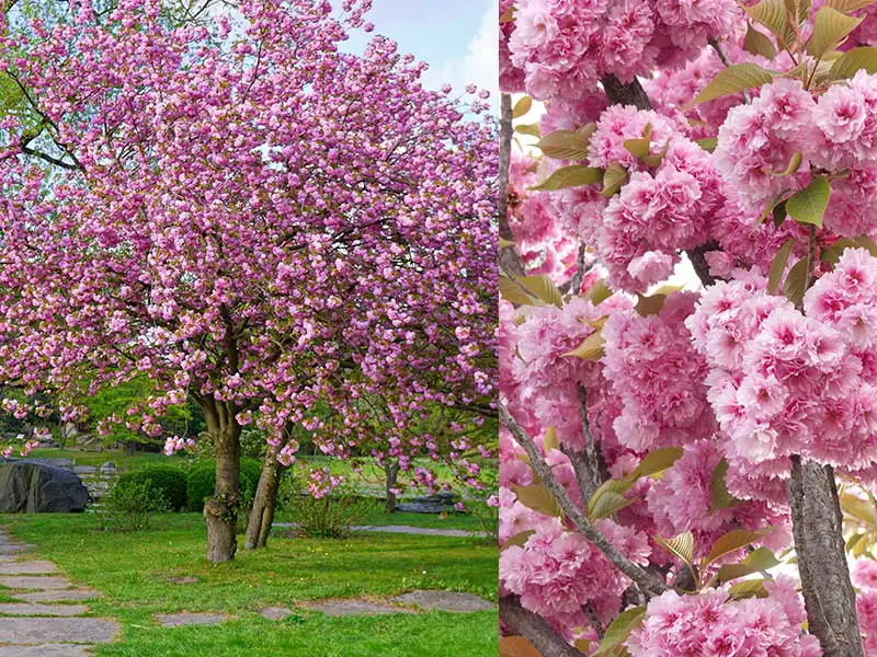 Buy Flowering Cherry trees from grower Bountiful Acres in Buckingham, PA.