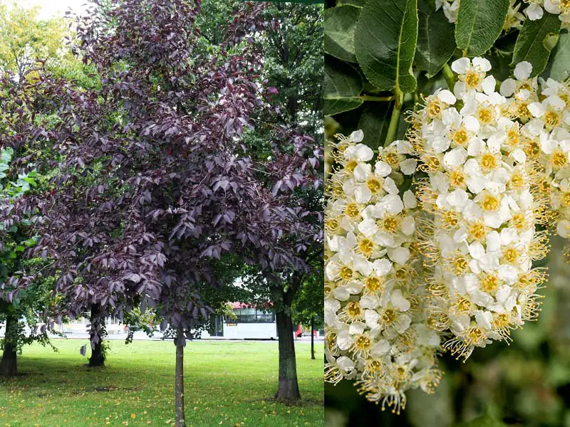 Buy Chokecherry trees from grower Bountiful Acres in Buckingham, PA.