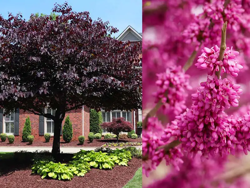 Buy Eastern Redbud trees from grower Bountiful Acres in Buckingham, PA.