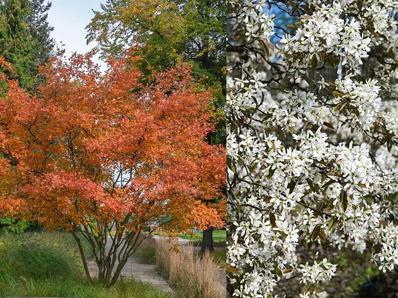 Buy Serviceberry trees from grower Bountiful Acres in Buckingham, PA.