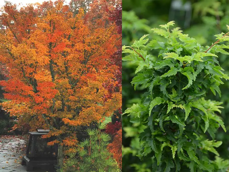 Buy Japanese Maple trees from grower Bountiful Acres in Buckingham PA.