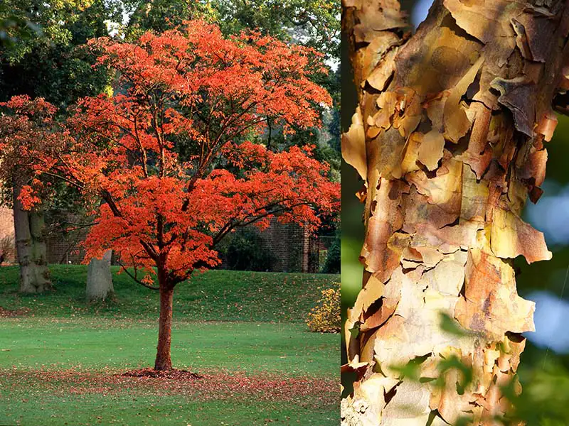Buy Paperbark Maple trees from grower Bountiful Acres in Buckingham PA.