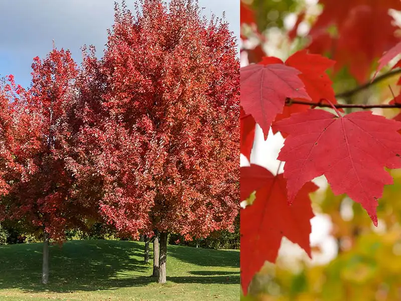 Buy Red Maple trees from grower Bountiful Acres in Buckingham PA.