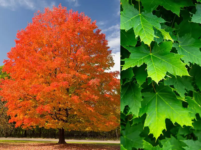 Buy Sugar Maple trees from grower Bountiful Acres in Buckingham PA.
