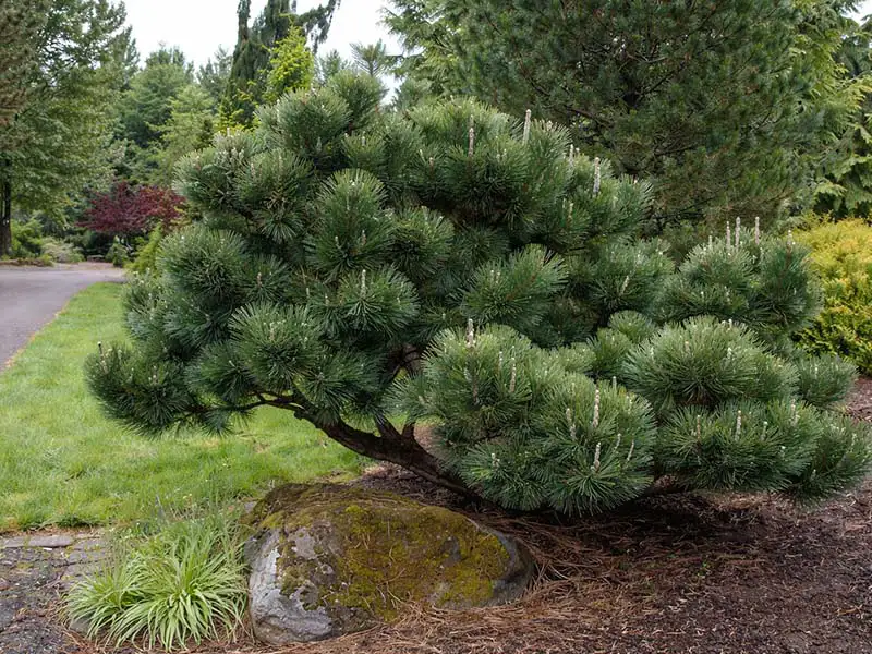 Buy Japanese Black Pine trees from growers Bountiful Acres in Buckingham, PA