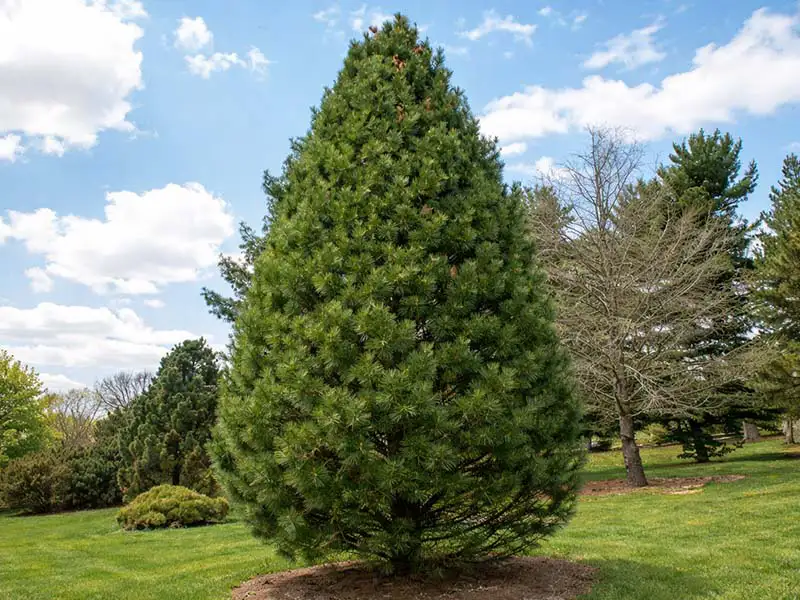 Buy Swiss Stone Pine trees from growers Bountiful Acres in Buckingham, PA