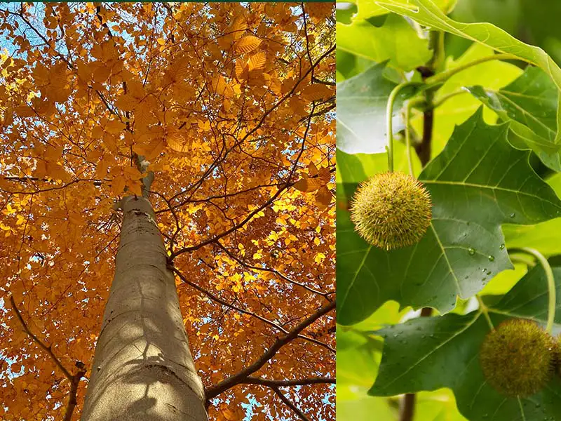 Buy American Beech trees from grower Bountiful Acres in Buckingham PA.