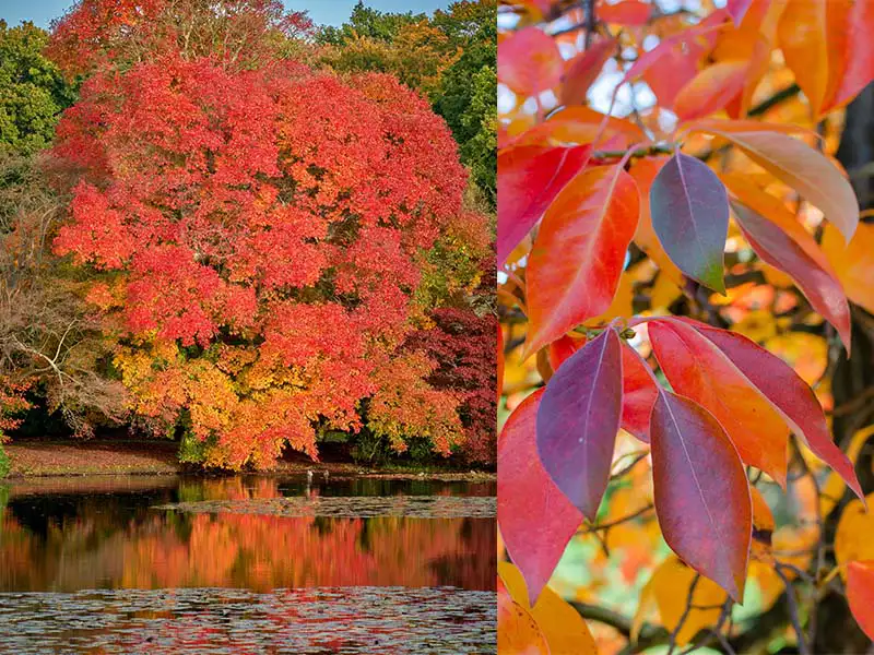 Buy Black Gum Tupelo trees from grower Bountiful Acres in Buckingham, PA.