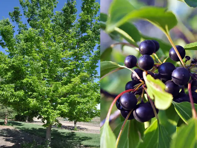 Buy Hackberry trees from grower Bountiful Acres in Buckingham, PA.