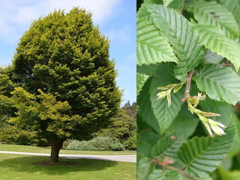 Buy European Hornbeam trees from grower Bountiful Acres in Buckingham PA.