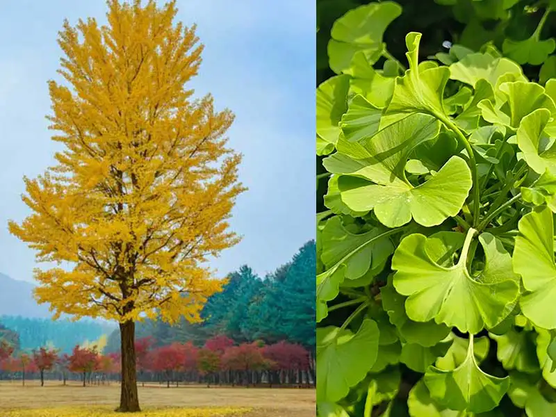 Buy Ginko trees from grower Bountiful Acres in Buckingham PA.