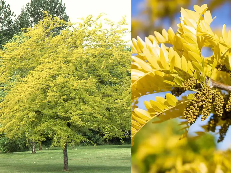 Buy Honey Locust trees from grower Bountiful Acres in Buckingham PA.