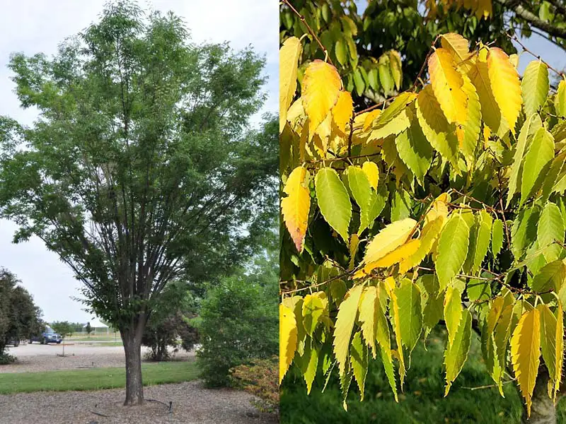 Buy Japanese Zelkova trees from grower Bountiful Acres in Buckingham, PA.