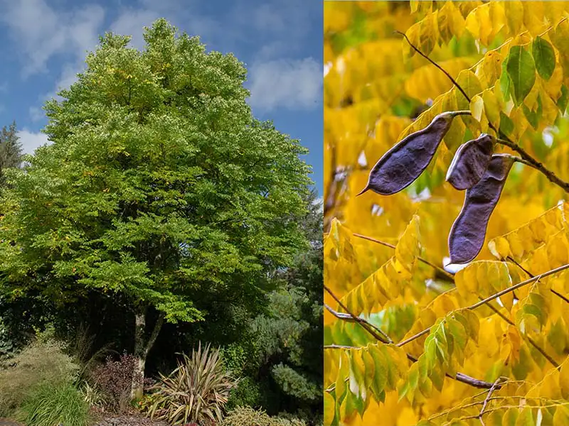 Buy Kentucky Coffeetree from grower Bountiful Acres in Buckingham PA.