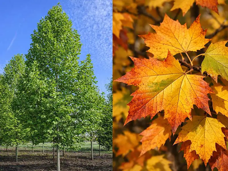 Buy London Planetree from grower Bountiful Acres in Buckingham, PA.