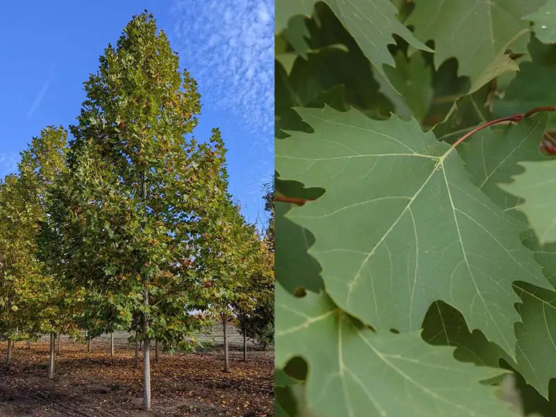 Buy London Planetree from grower Bountiful Acres in Buckingham, PA.