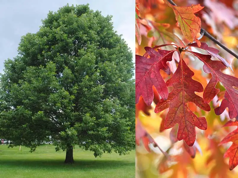 Buy Oak trees from grower Bountiful Acres in Buckingham PA.