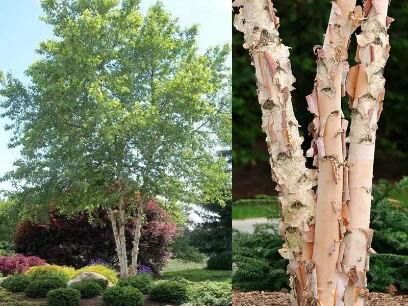 Buy River Birch trees from grower Bountiful Acres in Buckingham PA.