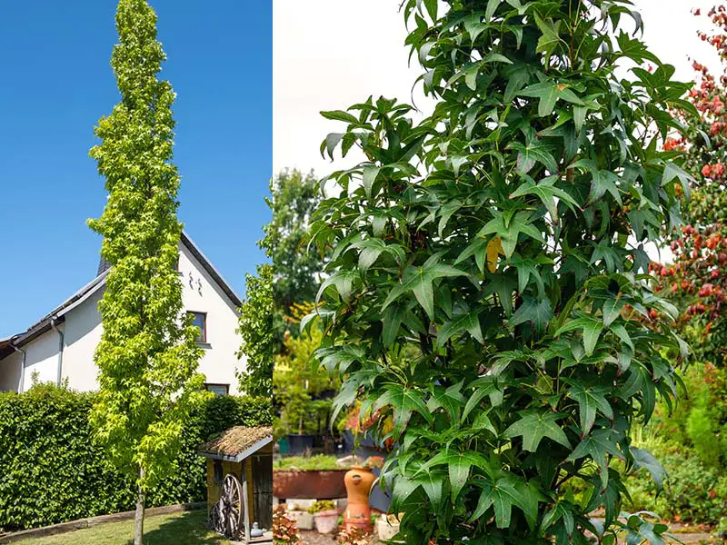 Buy Sweet Gum trees from grower Bountiful Acres in Buckingham PA.