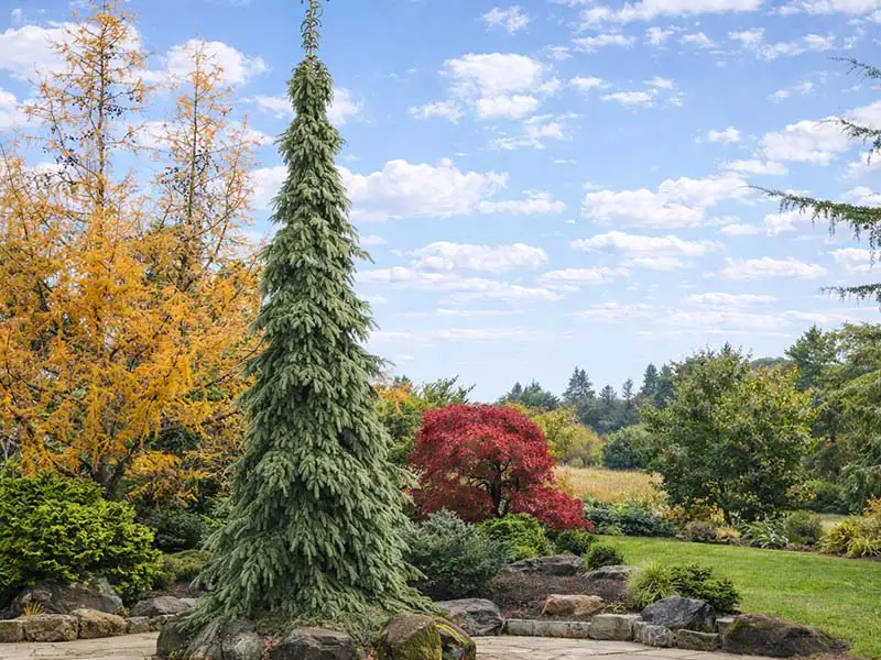 Buy Weeping White Spruce from growers Bountiful Acres in Buckingham, PA
