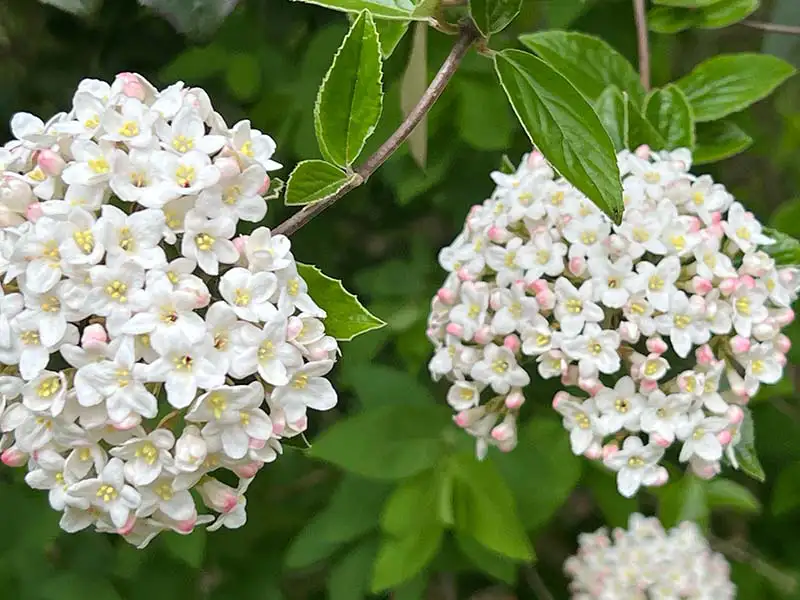 Buy Burkwood Viburnum from growers Bountiful Acres in Buckingham, PA