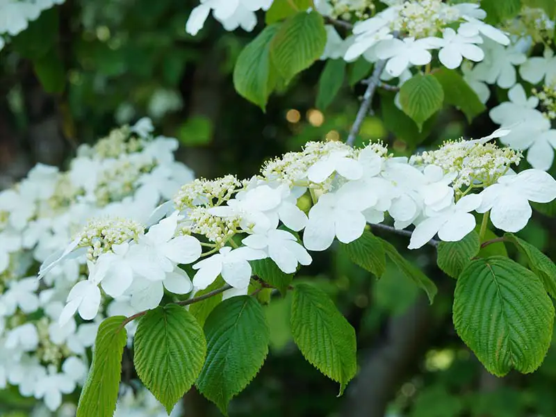 Buy Doublefile Viburnum from growers Bountiful Acres in Buckingham, PA